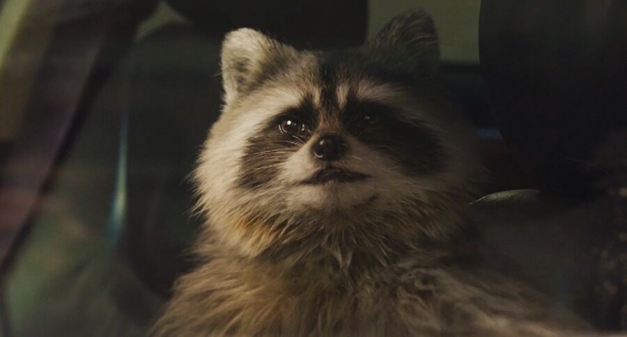 Volkswagen Raccoon